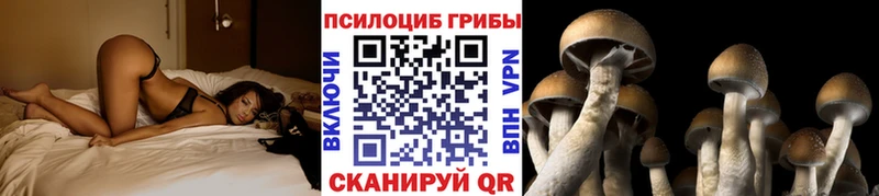 Галлюциногенные грибы Psilocybe  Велиж 
